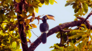 India's Premier Tiger Reserves: A Birdwatcher's Paradise Revealed