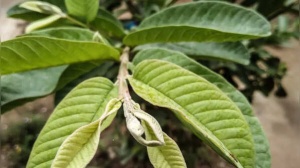 Guava leaf tea for sharp eyes: How to make it at home