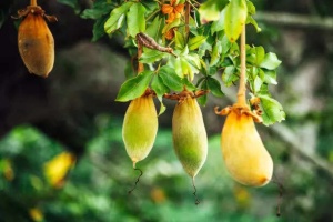 Mandu Ki Imli for hair: How to use Baobab oil for hair growth