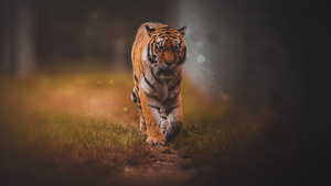 Ranthambore horror moment: Tourists left stranded in the jungle after canter breaks down—key safety lessons