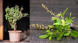 Start Your Day with Tulsi: Unveiling the Health Benefits of Holy Basil on an Empty Stomach