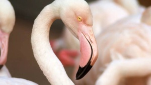 Kutch Welcomes Winged Wonders: Witness the September Migration Spectacle
Hoặc
Paradise for Birders: 8 Migratory Species Transforming Kutch This September
Hoặc
September in Kutch: A Birder's Guide to the Region's Spectacular Avian Migration